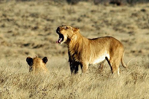 Etosha National Park