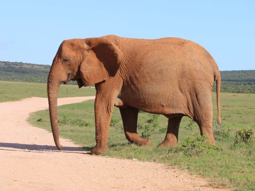 Addo Elephant Park