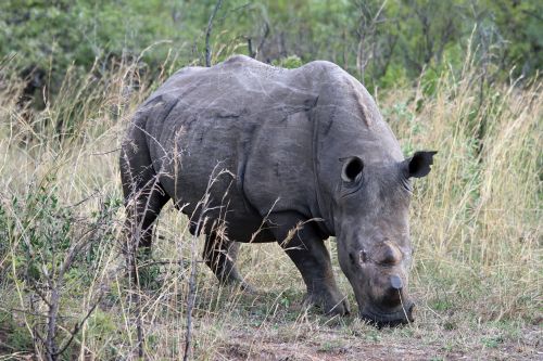 Bongani Mountain Lodge