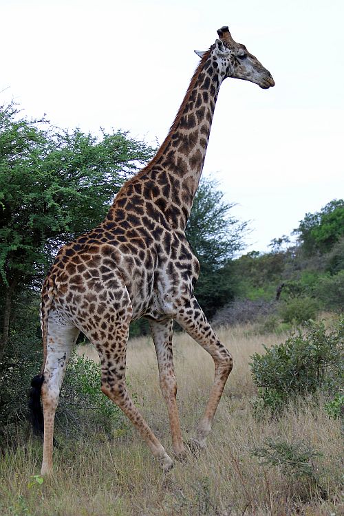 Krüger Nationalpark